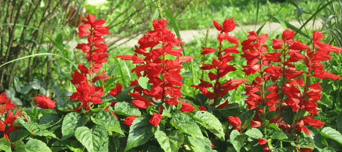 When it comes to pruning, salvias known as scarlet sage don't require too much work