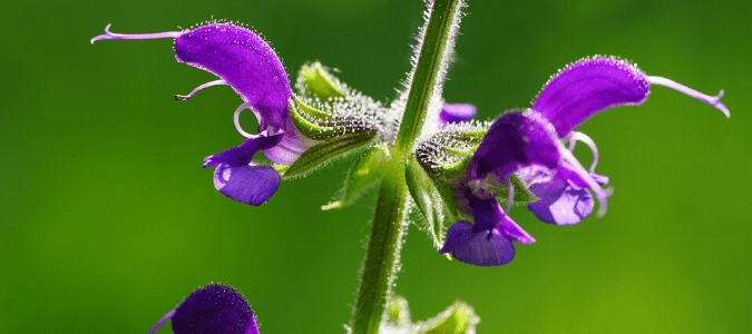 Chinese sage is a great salvia for shade