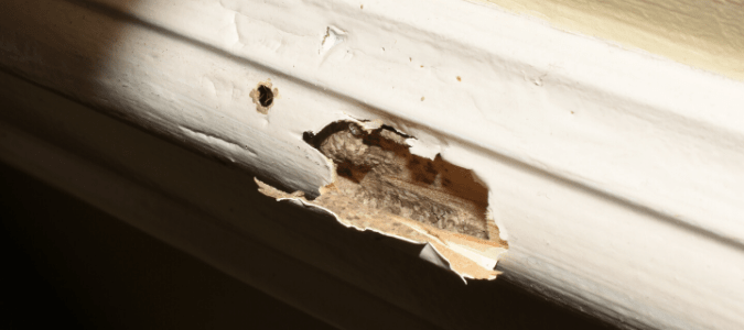 Termite evidence