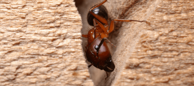 Termites or carpenter ants
