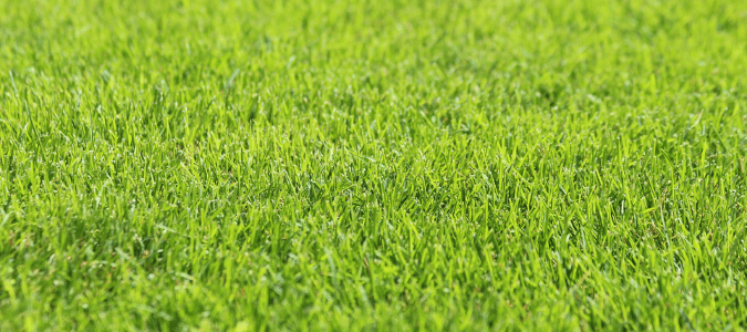 a lush green lawn