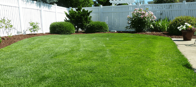 A backyard with St. Augustine grass
