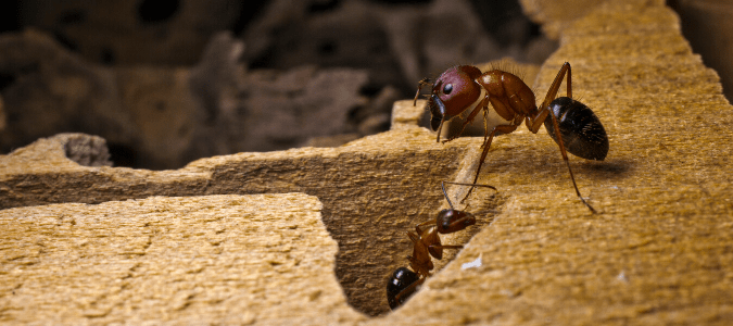 Two ants in a carpenter ant nest