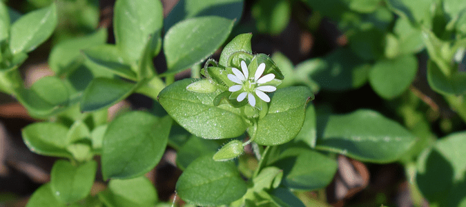chickweed, a prevalent spring weed
