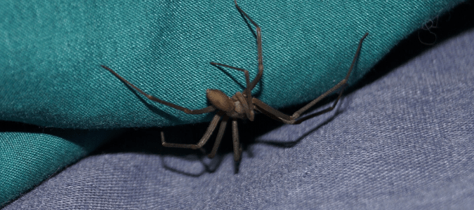 Brown recluse vs wolf spider