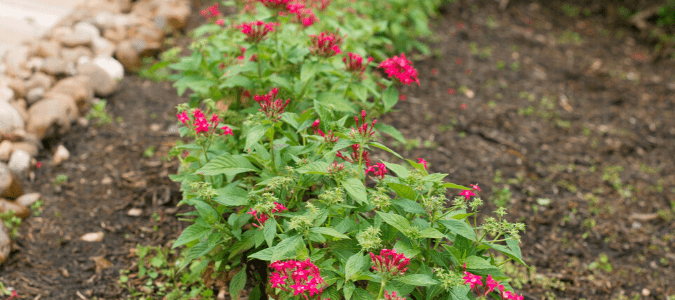 Red flowers planted in mulch