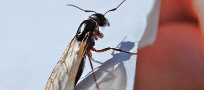 an ant swarmer