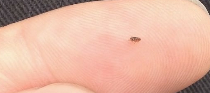 A flea on a human finger