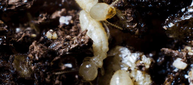 Scavenging subterranean termites