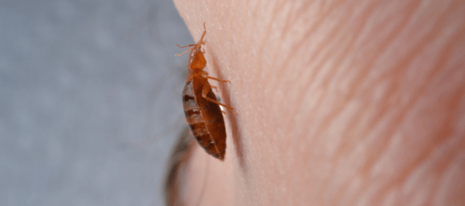A bed bug crawling on someone