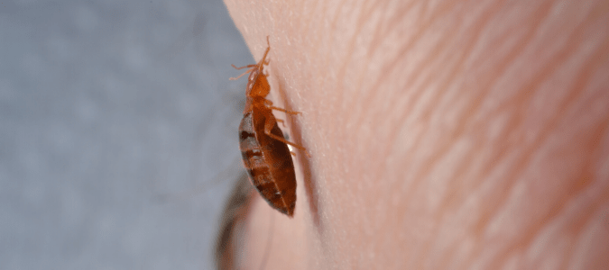 A bed bug crawling on someone