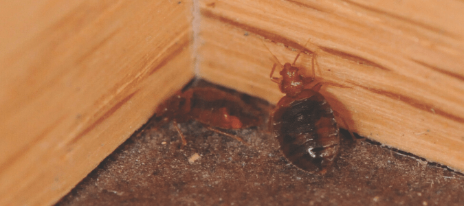 A bed bug crawling up a wooden baseboard