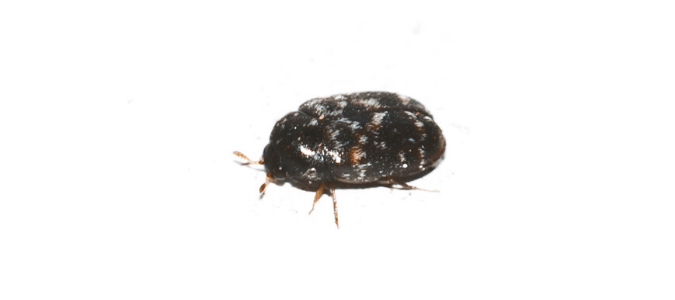 A carpet beetle