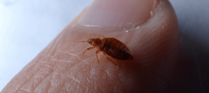 A bed bug casing on a finger