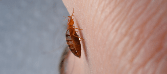 A bed bug biting someone