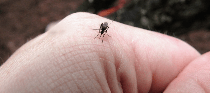 a mosquito biting someone