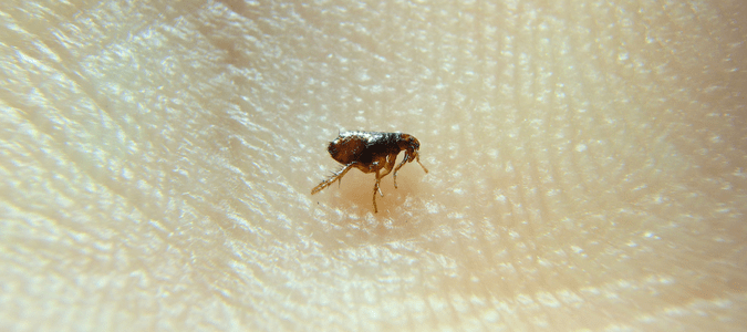 A flea which is another pest that could leave insect bites on a dog
