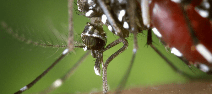 Close up of a mosquito