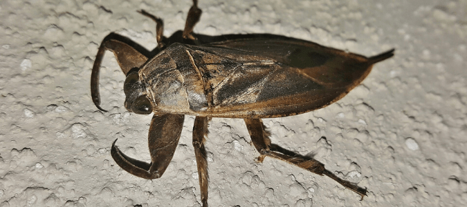 A water bug that got inside of someone's home
