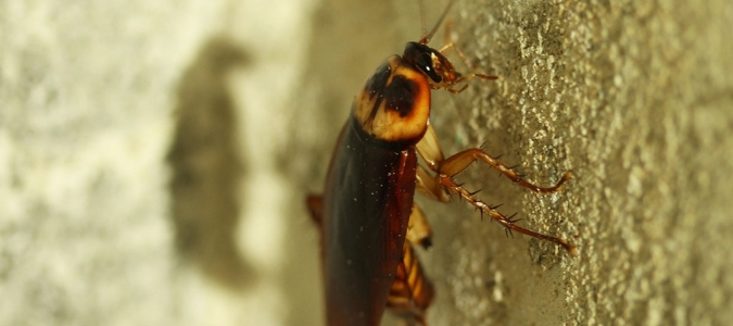 A cockroach crawling up a wall
