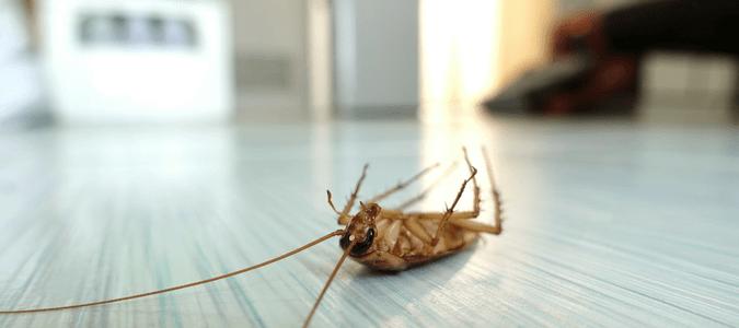 A dead cockroach on a kitchen floor