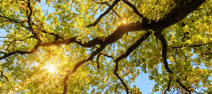 The underside of an oak tree on a sunny day