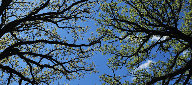 Overgrown oak trees that need pruning