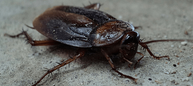 A cockroach laying on cement