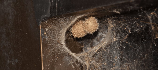 Two spider egg sacs in a spider web