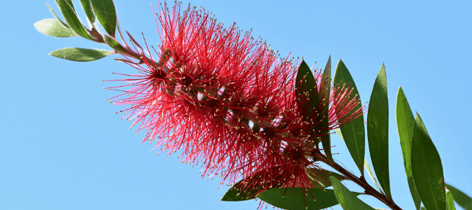 A Hannah Ray Bottlebrush plant which is one of the fastest growing shrubs in Texas