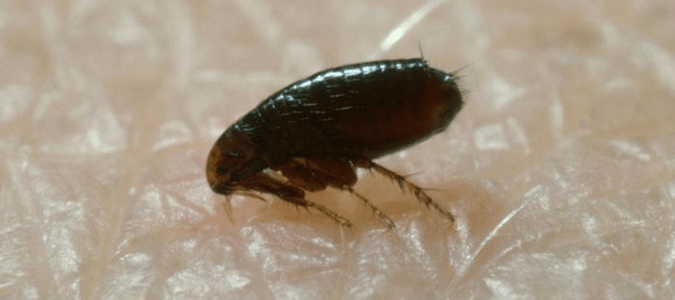 A flea biting a human