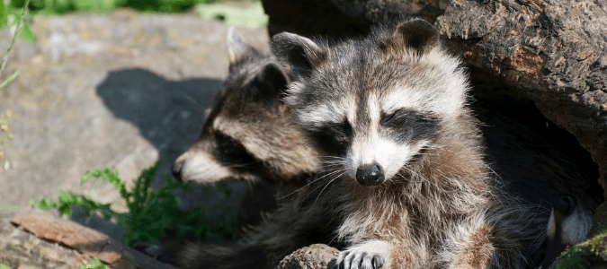 A mother raccoon with one of her kits