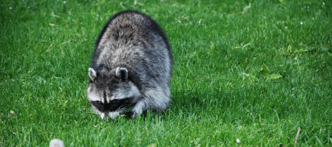 A raccoon digging through a lawn for grubs, which has led a homeowner to wonder, what do raccoons eat? 
