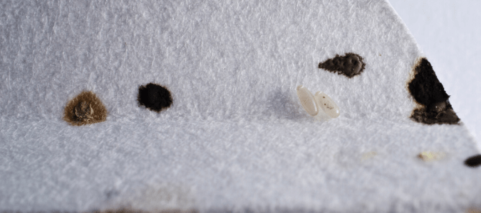 bed bug eggs and feces, which you may find when checking for bed bugs