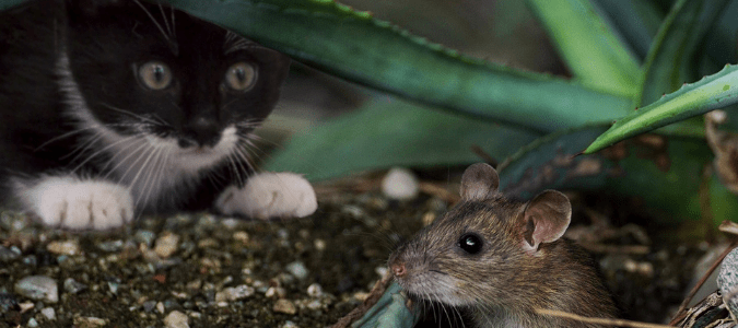 a cat hunting a mouse which makes the cat owner wonder if cats can get rabies from mice