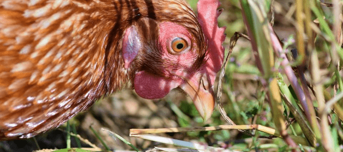 a chicken eating yard pests