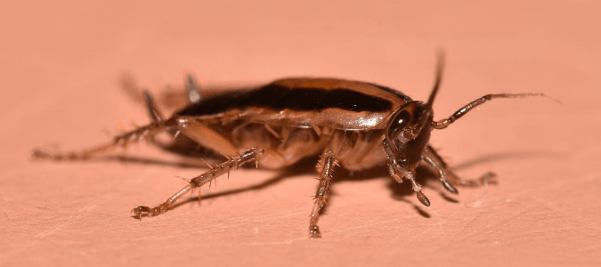 a cockroach inside a home