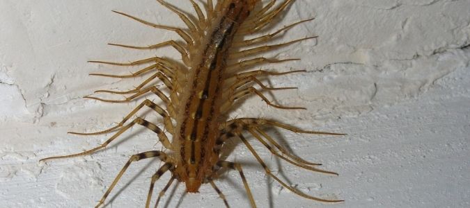 a house centipede on a white wall