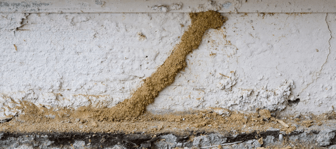 a mud tube leading from a subterranean termite nest to a home