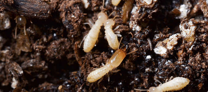 three subterranean termites in moist soil