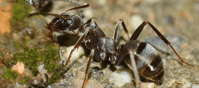 an odorous house ant on a rock