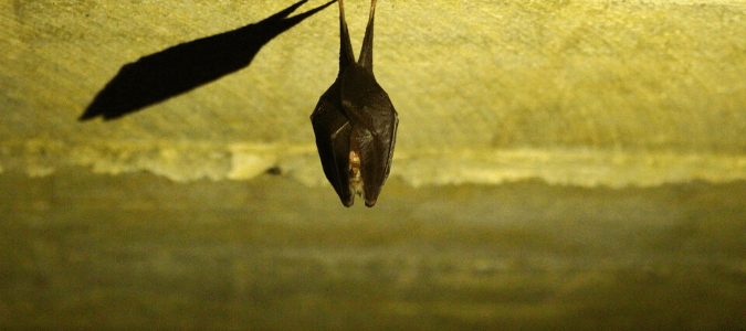 a bat hanging upside down.