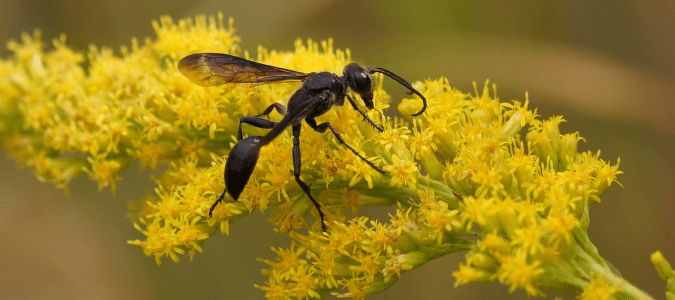 a black wasp on Texas wildflowers