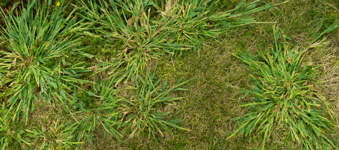 dallisgrass growing in a bermuda grass lawn