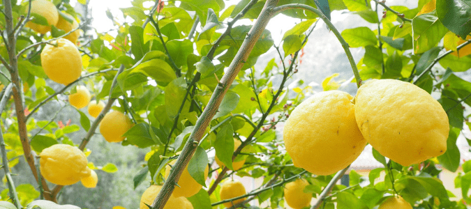 a lemon tree bearing lots of fruit