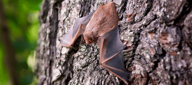 a bat hanging on a tree.