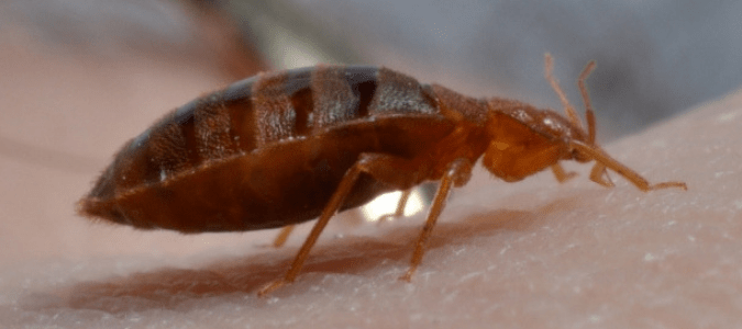 a close up of a bed bug crawling on skin
