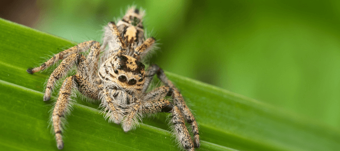 a jumping spider