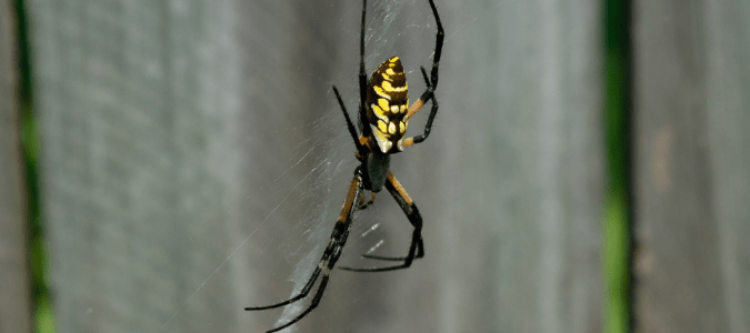 a spider in its web