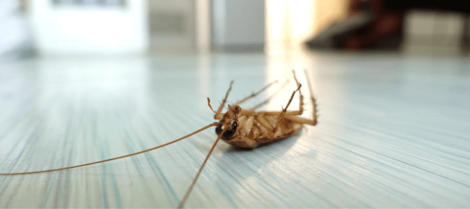 a dead cockroach on a kitchen floor